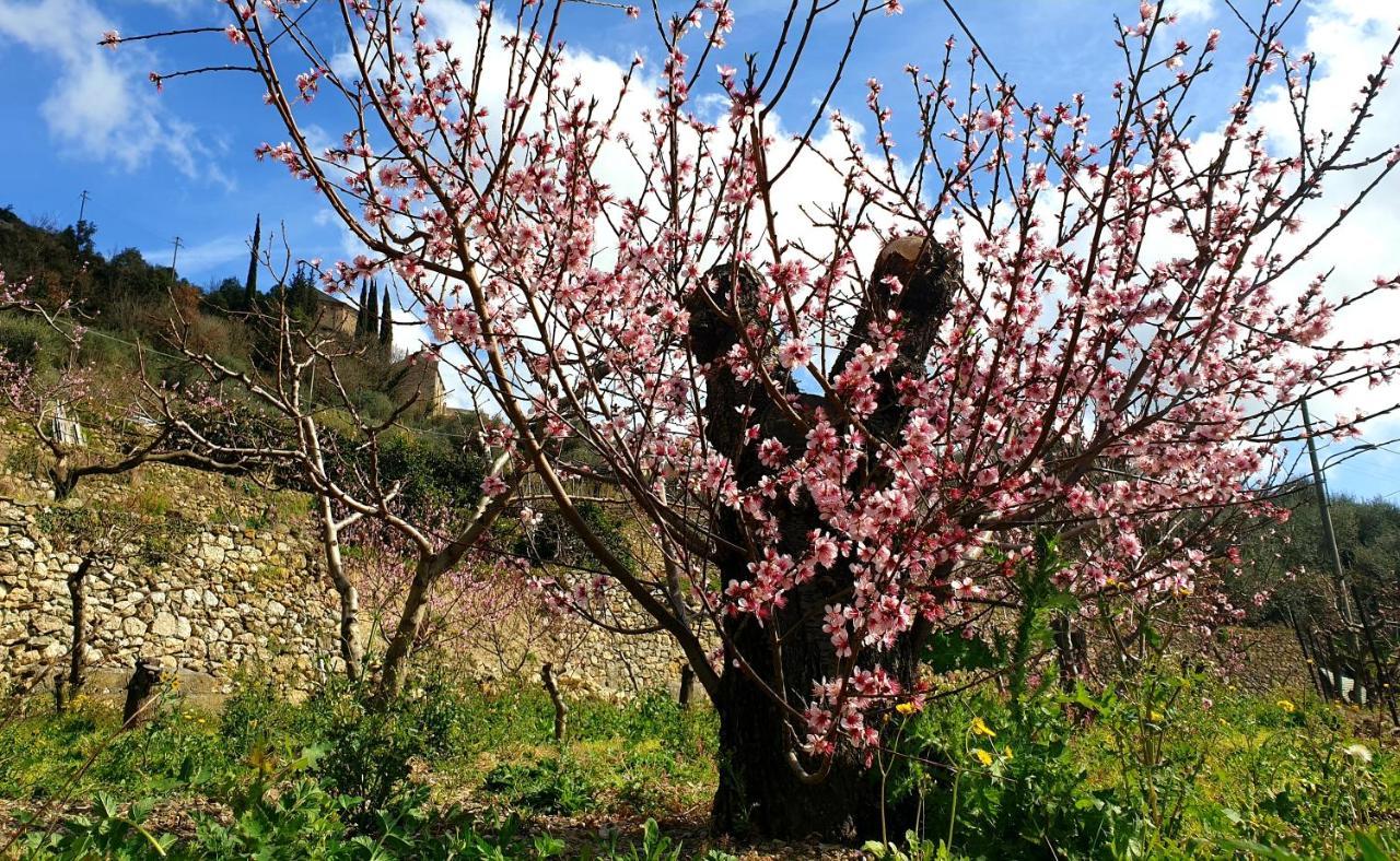 Agriturismo Alveare ฟีนาเลลีกูเร ภายนอก รูปภาพ